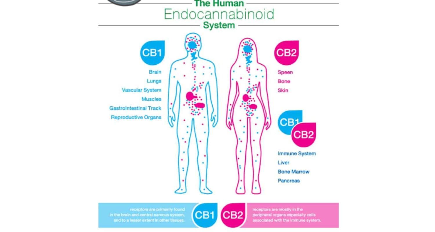 Explore the calming effects of CBD when it kicks in and what to expect during your first experience.